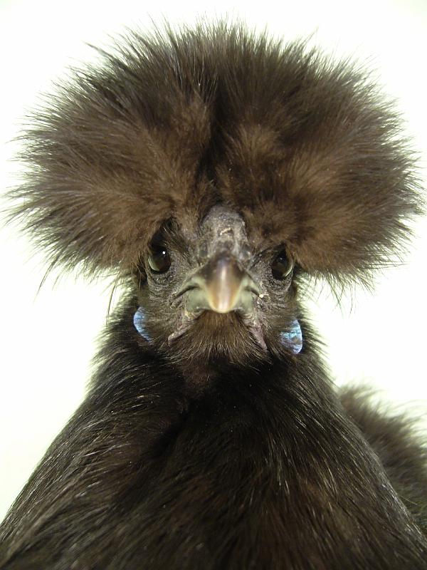 Muenster 2008 175.jpg - Zwerg Seidenhühner schwarz von Nathalie Böhning Preis V97 BJM